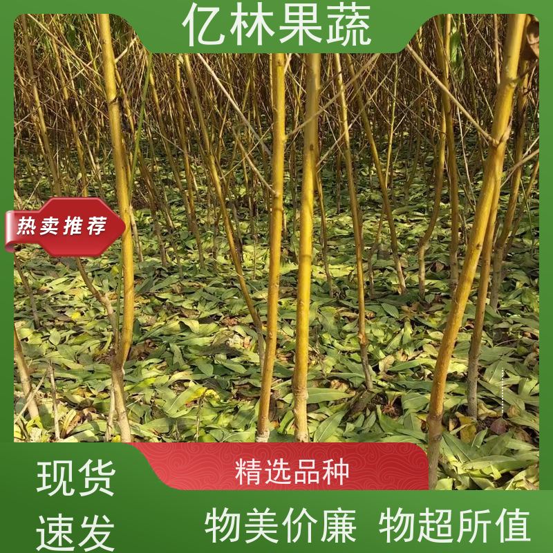 基地供应 桃树苗 三公分现挖现发 品种齐全 果实饱满味道好