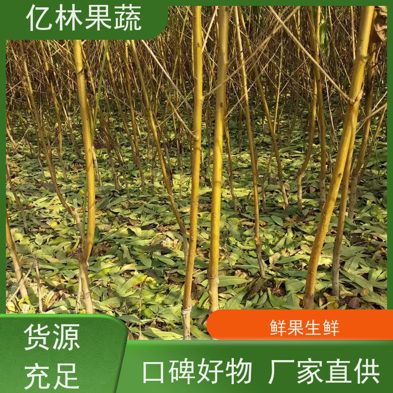 亿林苗木 油桃苗 三公分现挖现发 品种齐全 易栽培桃树苗