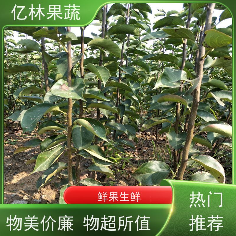亿林苗木 黄桃苗 盆栽地栽庭院桃树苗苗 成活率高