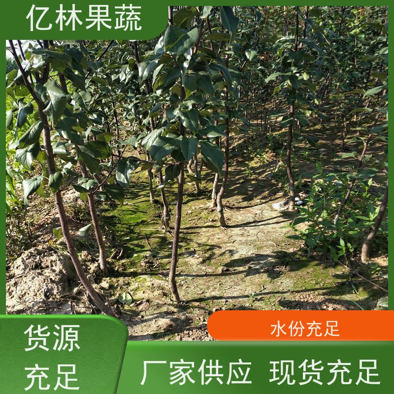 基地供应 黄桃苗 三公分现挖现发 品种齐全 成活率高