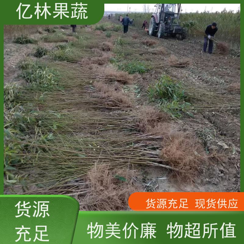 基地培育 油桃苗 晚熟品种桃 口感脆甜 果实饱满味道好