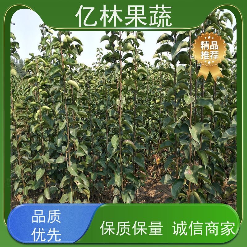 亿林苗木 园林嫁接桃苗 现挖现发新鲜 粗两公分 易栽培桃树苗