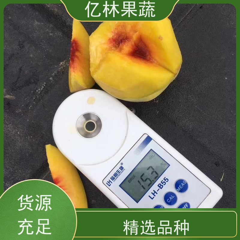 基地供应 黄桃苗 三公分现挖现发 品种齐全 易栽培桃树苗