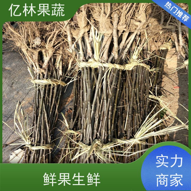 基地培育 冬桃苗 三公分现挖现发 品种齐全 根系饱满成活率高