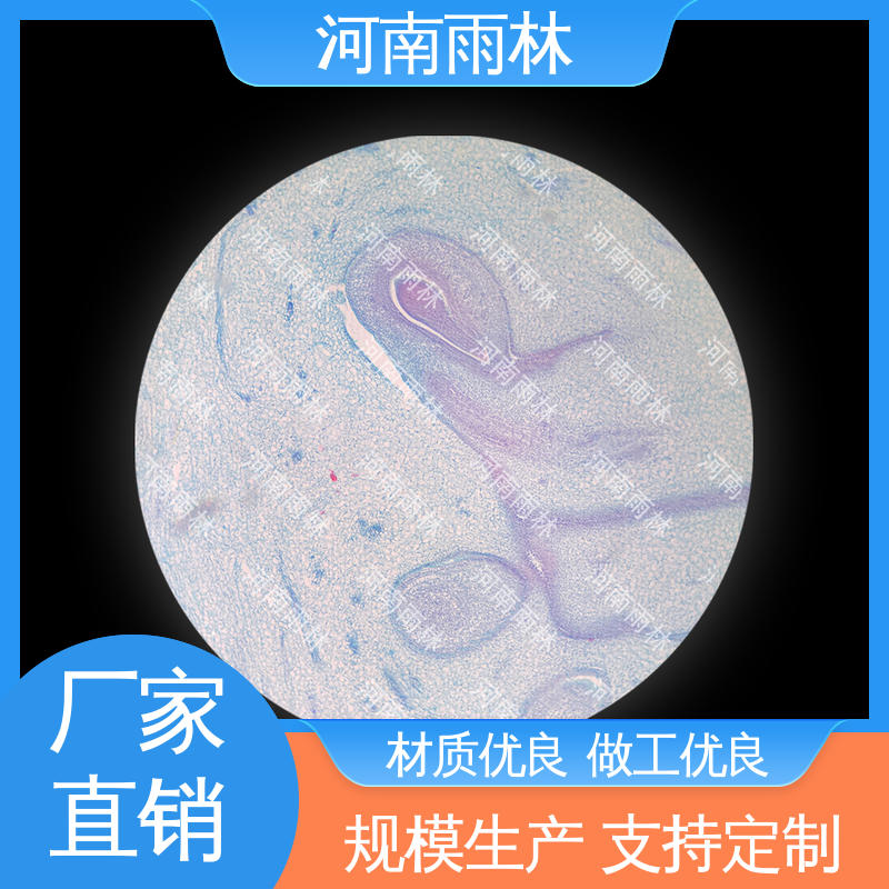 源头工厂 性价比高 质量保障 生物切片 雨林教育工程