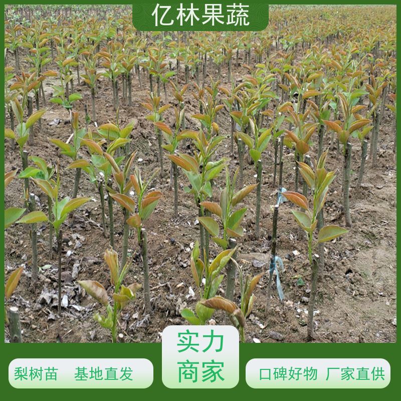 基地供应 黄桃苗 现挖现发 口感香甜 果实饱满味道好
