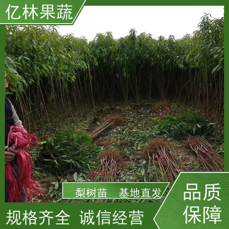 基地供应 晚熟桃树苗 三公分现挖现发 品种齐全 成活率高