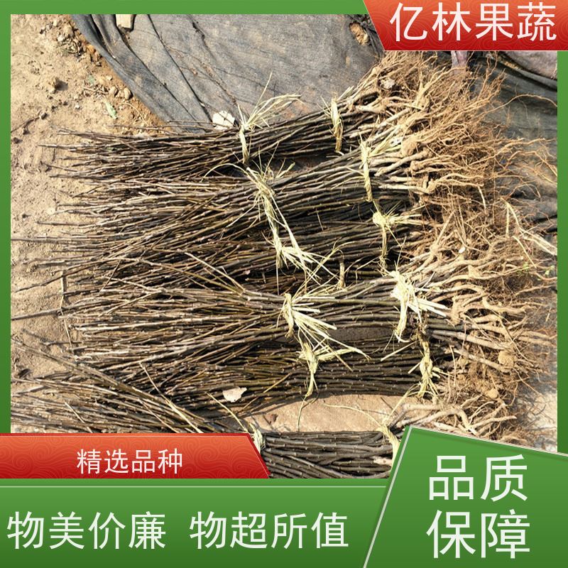 亿林苗木 油桃苗 特产果树桃幼苗 果实饱满味道好