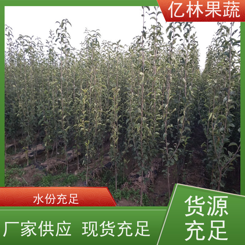 基地供应 秋彤桃 南北方种植 桃树果树苗 成活率高