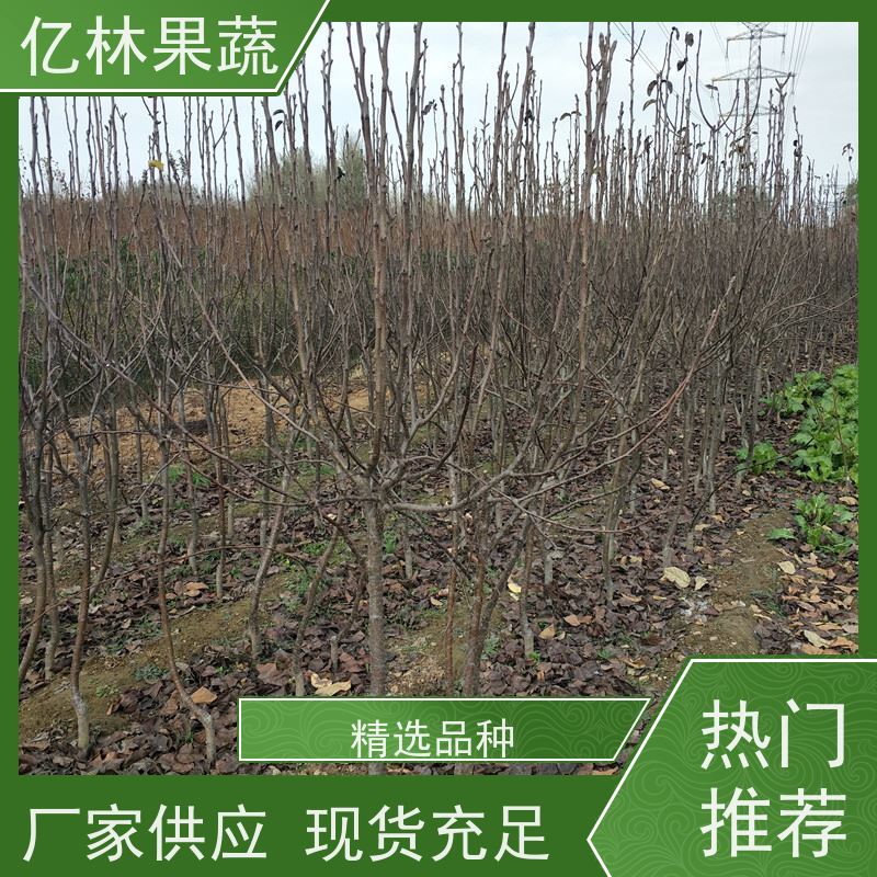 基地供应 冬桃苗 三公分现挖现发 品种齐全 果实饱满味道好