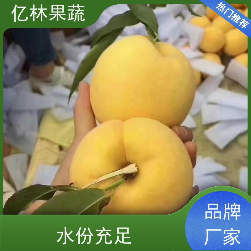 亿林苗木 油桃苗 桃树果苗批发 自家园林 成活率高