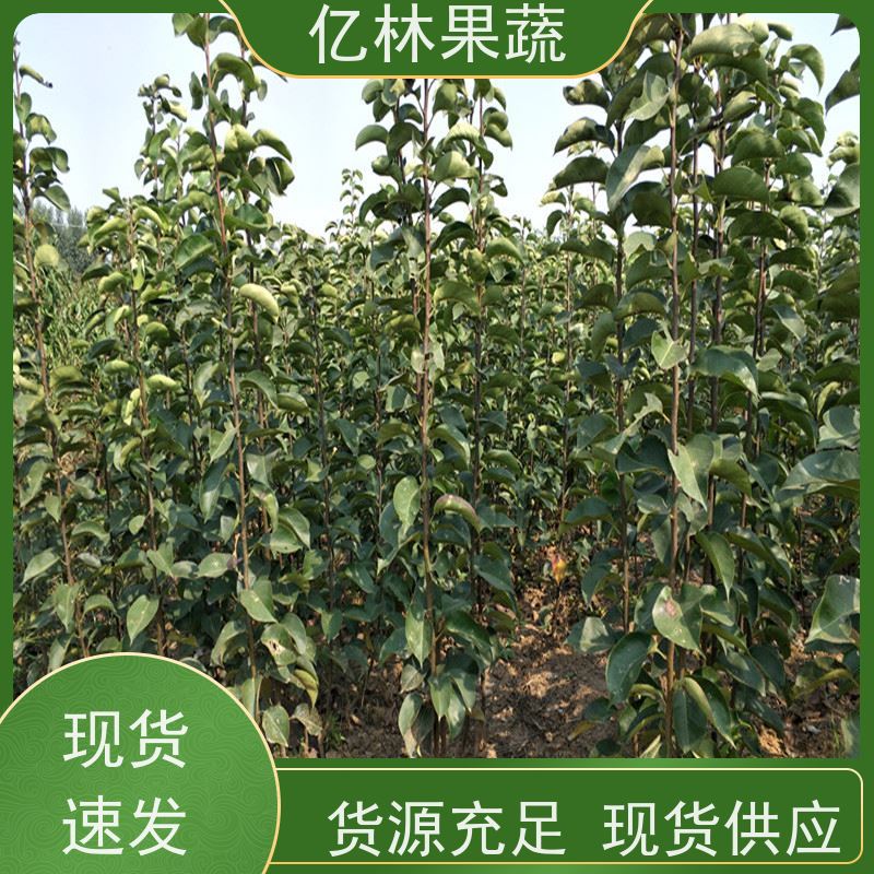 亿林苗木 园林嫁接桃苗 三公分现挖现发 品种齐全 成活率高