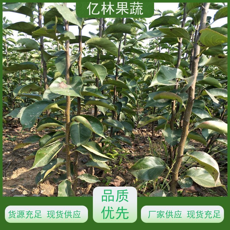 亿林苗木 油桃苗 嫁接技术指导 抗寒能力强 基地直发