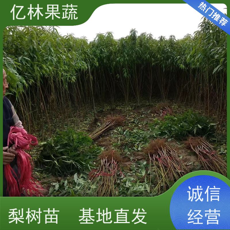 基地供应 黄桃苗 园林绿化果树苗 抗寒能力强 果实饱满味道好