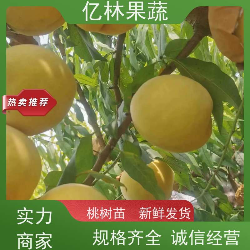 基地培育 冬桃苗 园林绿化果树苗 抗寒能力强 成活率高