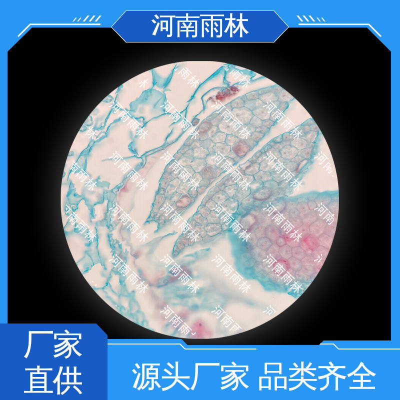 雨林教育工程 售后无忧 颜色鲜亮 专业 显微标本