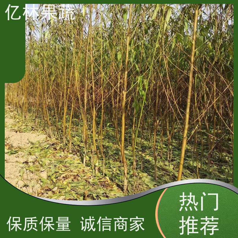 基地培育 黄桃苗 南北方种植 桃树果树苗 根系饱满成活率高