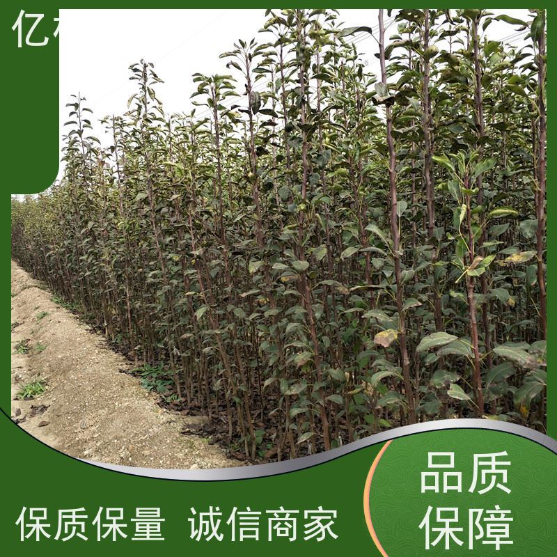 基地培育 油桃苗 盆栽地栽庭院桃树苗苗 成活率高