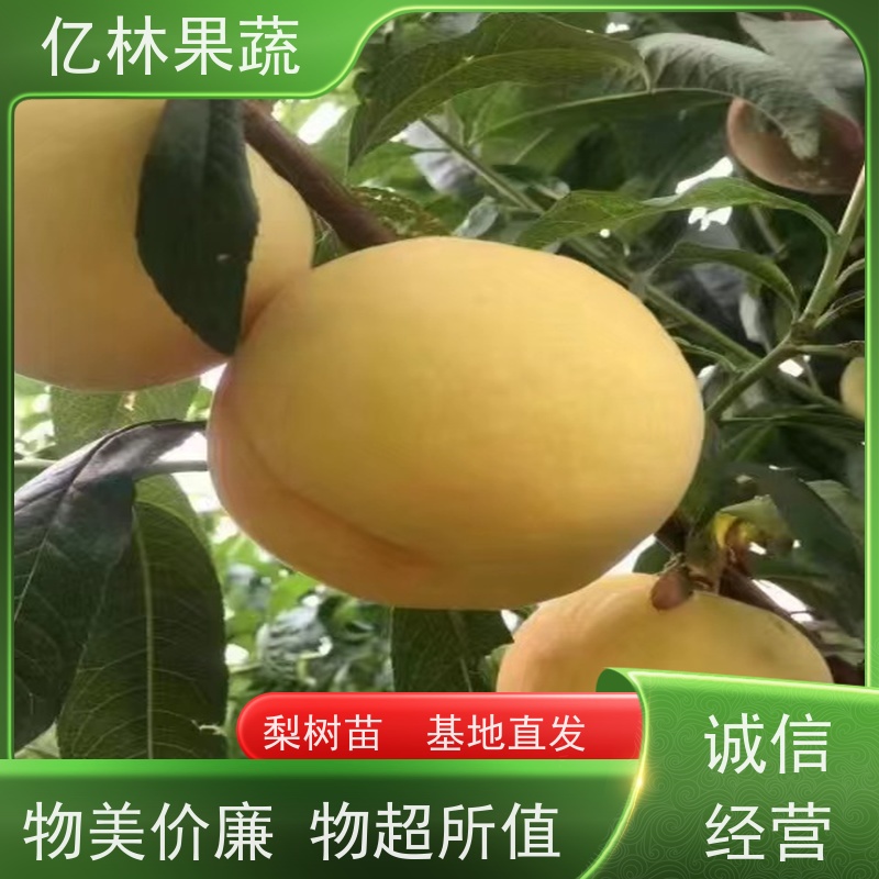 亿林苗木 油桃苗 嫁接技术指导 抗寒能力强 果实饱满味道好