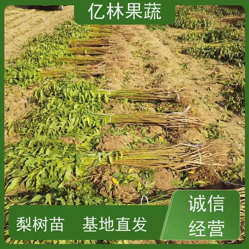 基地培育 桃树苗 现挖现发 口感香甜 果实饱满味道好