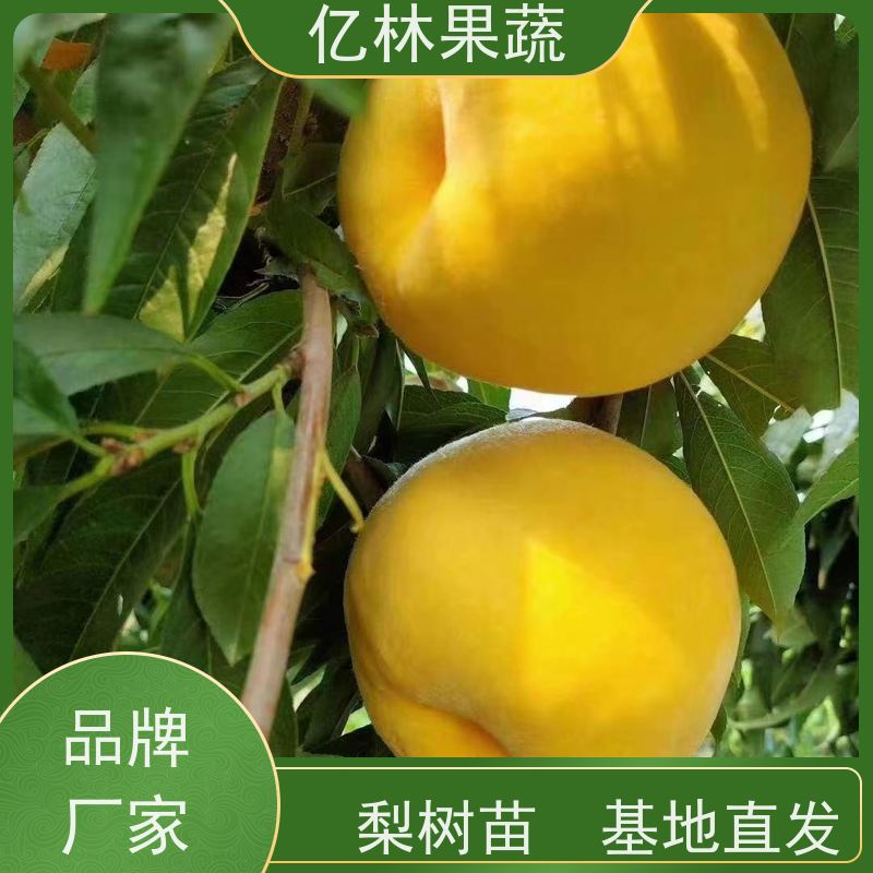 基地培育 秋彤桃 嫁接技术指导 抗寒能力强 根系饱满成活率高