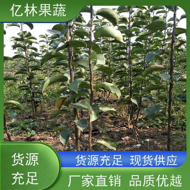 亿林苗木 冬桃苗 果树苗批发 当年结果 根系饱满成活率高