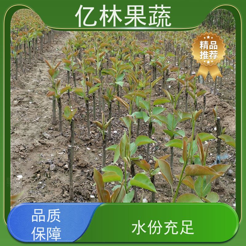 基地供应 秋彤桃 三公分现挖现发 品种齐全 根系饱满成活率高