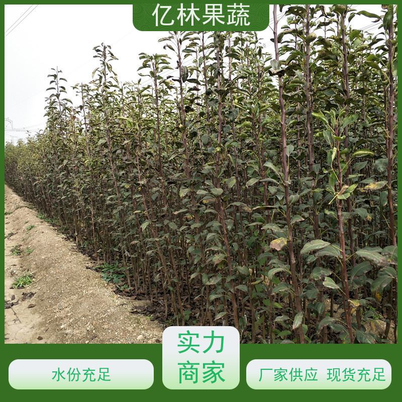 基地培育 油桃苗 现挖现发 口感香甜 易栽培桃树苗