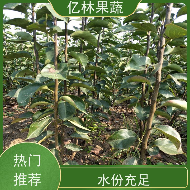 亿林苗木 晚熟桃树苗 嫁接技术指导 抗寒能力强 根系饱满成活率高
