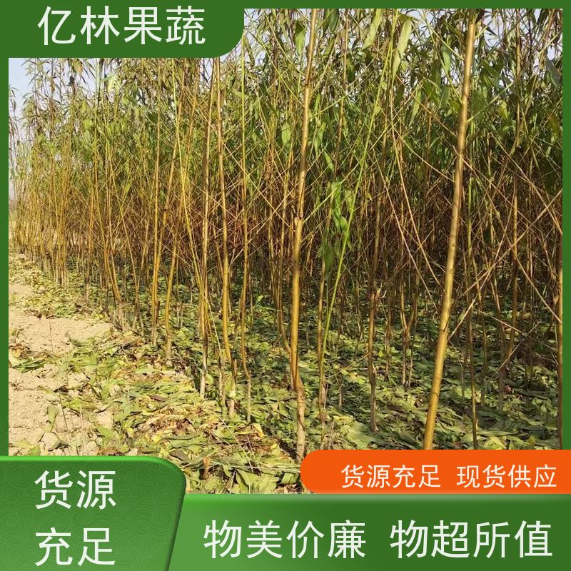 基地培育 油桃苗 南北方种植 桃树果树苗 果实饱满味道好