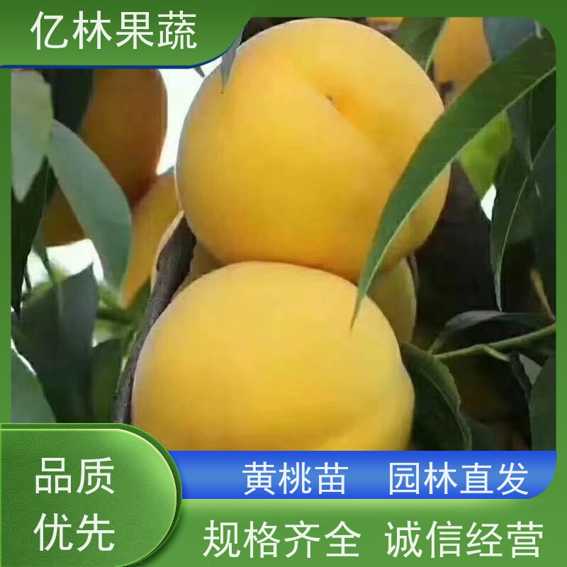 基地供应 冬桃苗 果树苗批发 当年结果 成活率高