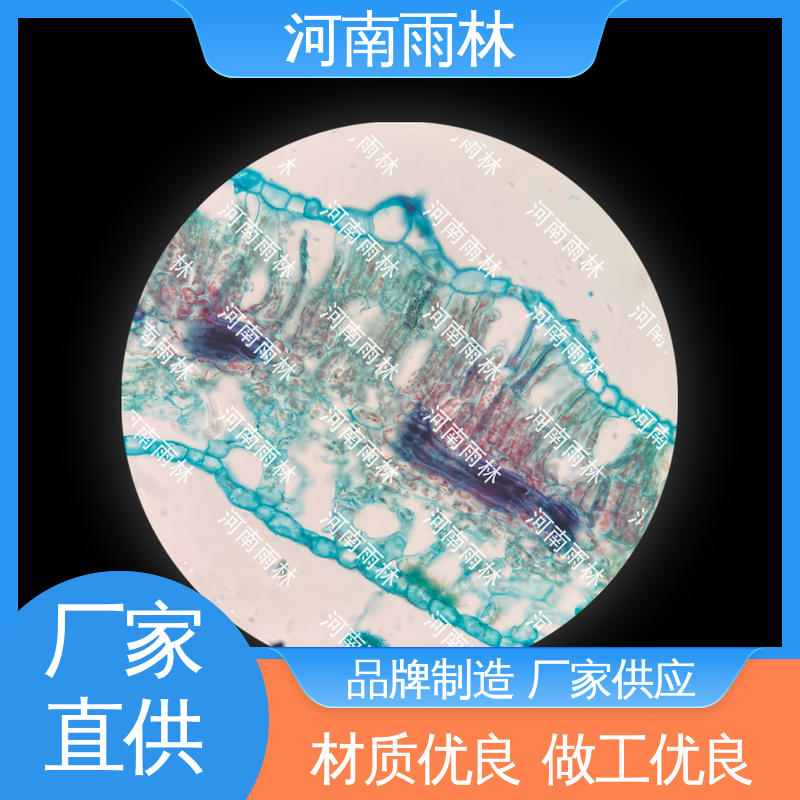 雨林教育 个性化定做 植物切片 品质优良 质量优