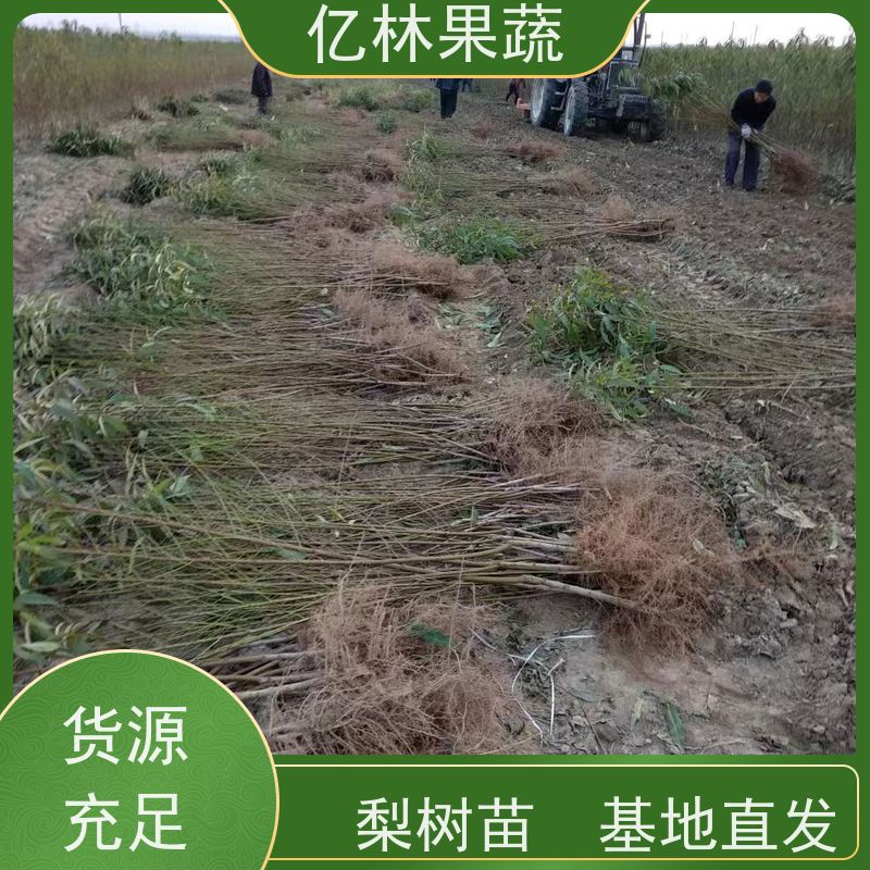 亿林苗木 秋彤桃 新品种挑苗 香甜可口 根系饱满成活率高