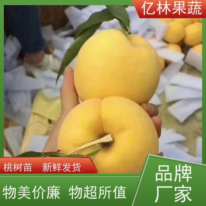 亿林苗木 黄桃苗 园林绿化果树苗 抗寒能力强 根系饱满成活率高