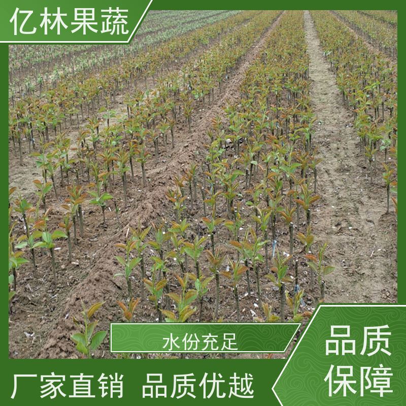 亿林苗木 园林嫁接桃苗 盆栽地栽庭院桃树苗苗 根系饱满成活率高