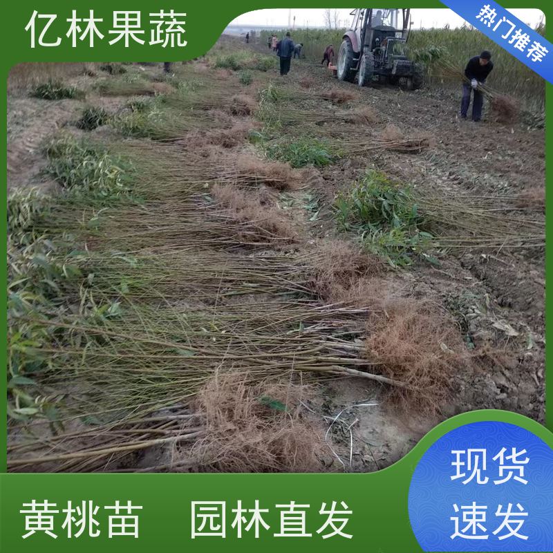 基地供应 秋彤桃 三公分现挖现发 品种齐全 成活率高