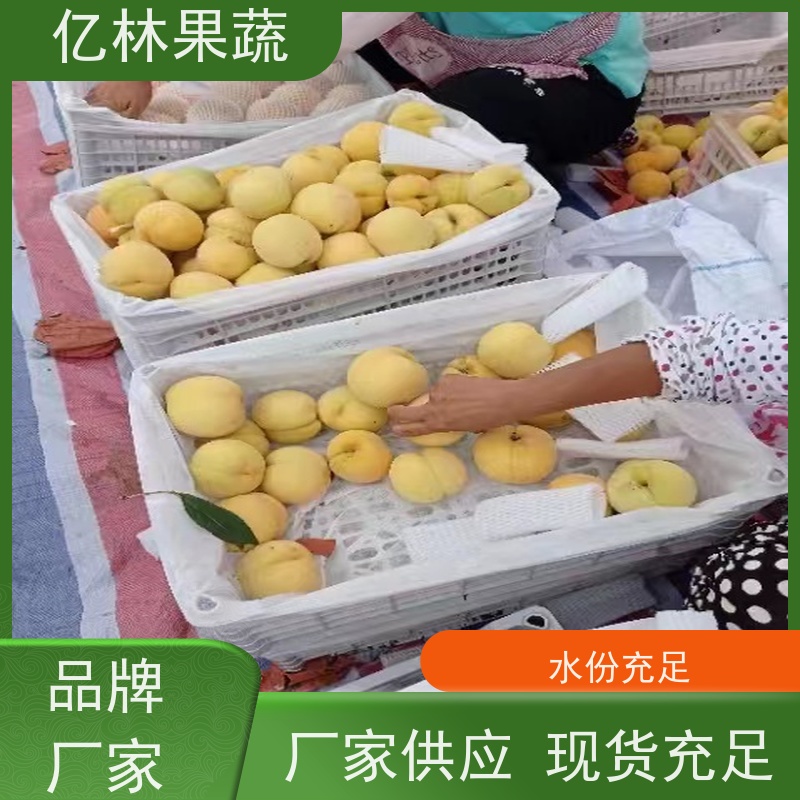 亿林苗木 油桃苗 现挖现发 口感香甜 果实饱满味道好