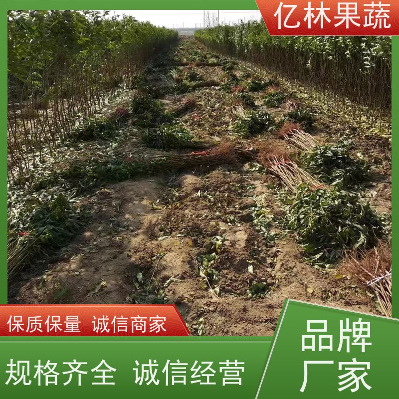 亿林苗木 油桃苗 嫁接技术指导 抗寒能力强 易栽培桃树苗