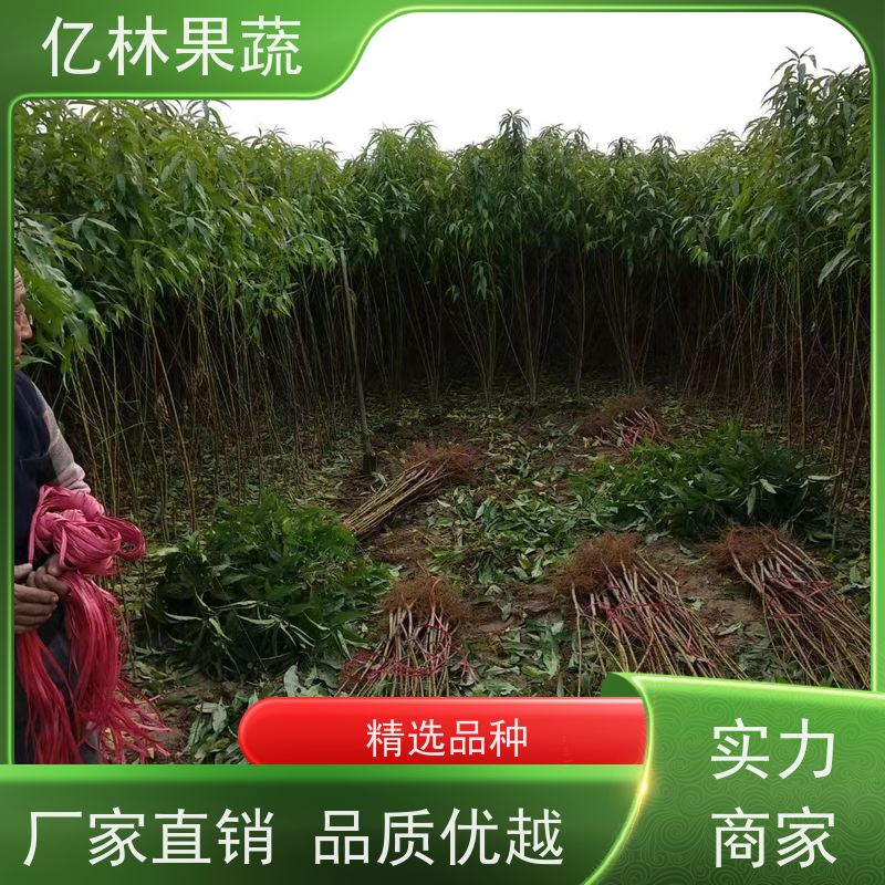 亿林苗木 黄桃苗 新品种挑苗 香甜可口 成活率高