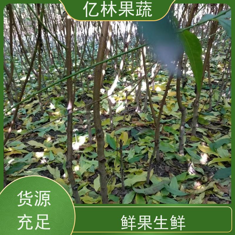亿林苗木 园林嫁接桃苗 三公分现挖现发 品种齐全 成活率高