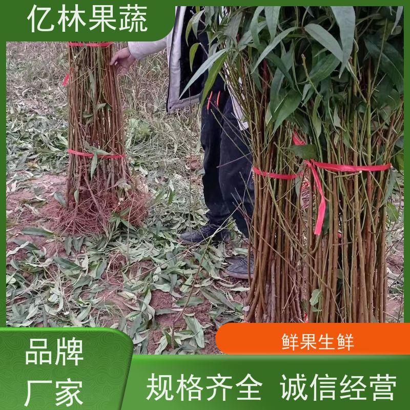 基地供应 桃树苗 现挖现发新鲜 粗两公分 果实饱满味道好