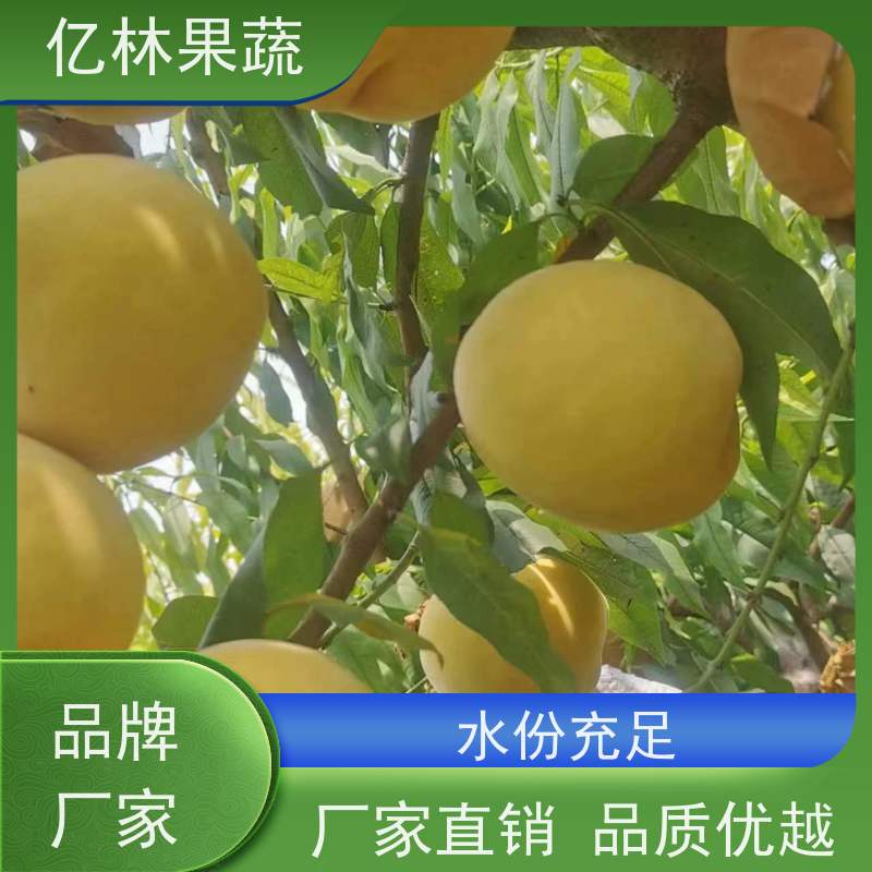 基地供应 秋彤桃 新品种挑苗 香甜可口 易栽培桃树苗