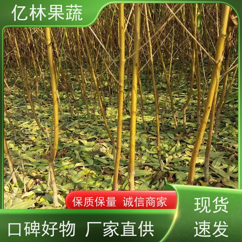 基地培育 油桃苗 嫁接技术指导 抗寒能力强 果实饱满味道好