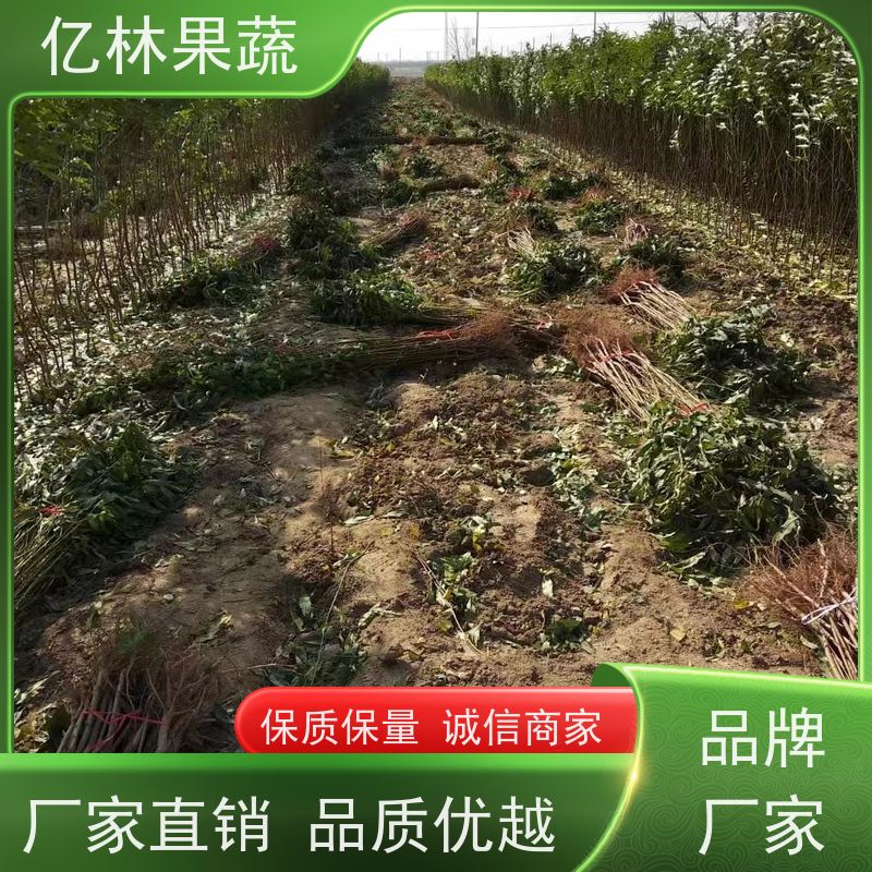基地供应 秋彤桃 南北方种植 桃树果树苗 果实饱满味道好