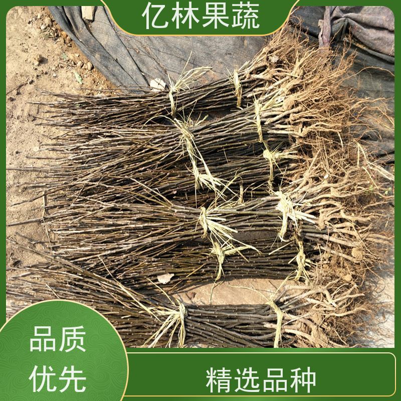 亿林苗木 黄桃苗 三公分现挖现发 品种齐全 根系饱满成活率高