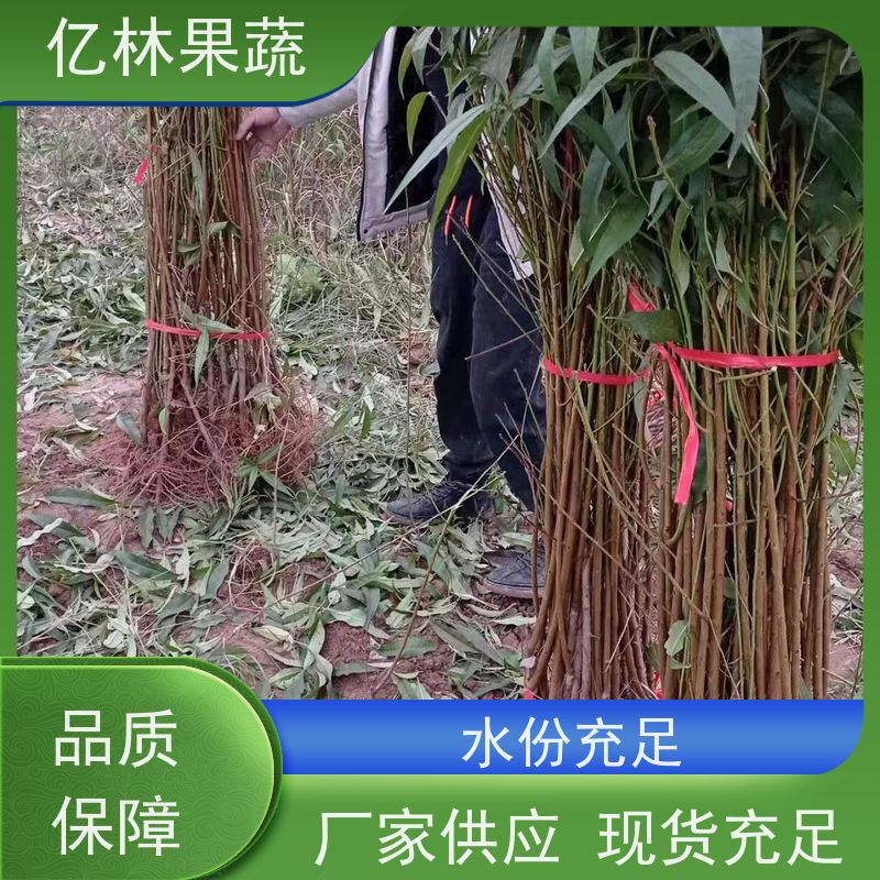 亿林苗木 黄桃苗 盆栽地栽庭院桃树苗苗 果实饱满味道好