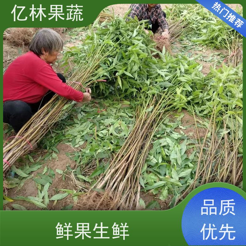 亿林苗木 晚熟桃树苗 三公分现挖现发 品种齐全 成活率高
