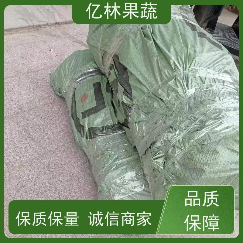 基地供应 黄桃苗 园林绿化果树苗 抗寒能力强 成活率高