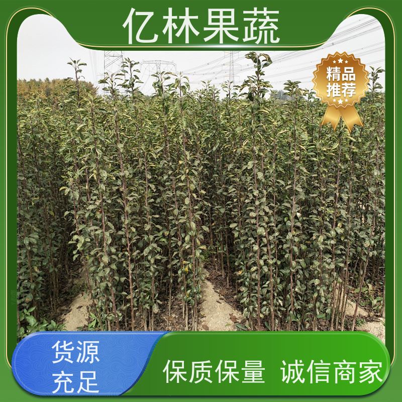 亿林苗木 晚熟桃树苗 特产果树桃幼苗 根系饱满成活率高
