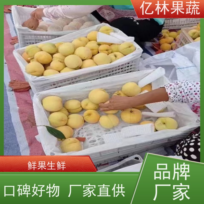 基地培育 秋彤桃 现挖现发 口感香甜 易栽培桃树苗